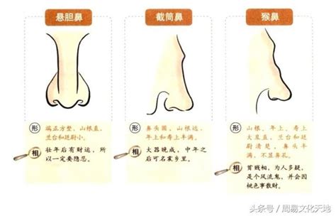 懸膽鼻男|鼻相分析10款｜鼻樑有節及橫紋、豬膽鼻、鼻頭下垂代 